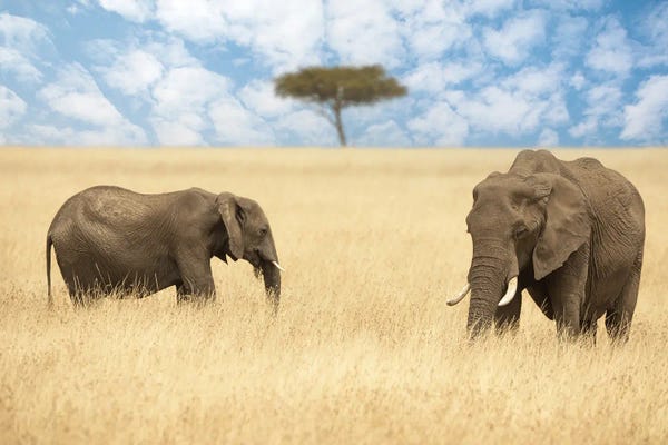 Maasai Mara National Reserve: Two Elephants And An Acacia Tree, Masai Mara by Jane Rix