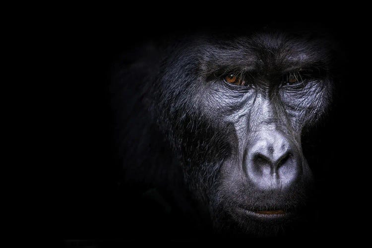 Mountain Gorilla On Black by Jane Rix canvas print