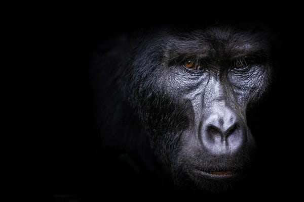 Gorillas: Mountain Gorilla On Black by Jane Rix