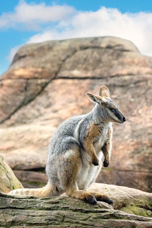 Yellow Footed Rock Wallaby by Jane Rix wall art