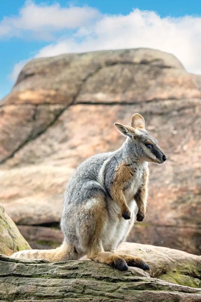 Kangaroos: Yellow Footed Rock Wallaby by Jane Rix