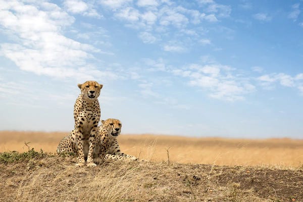 Cheetahs: Two Cheetahs In The Masai Mara by Jane Rix