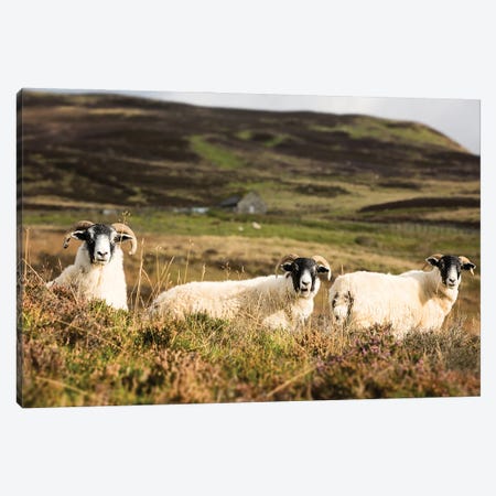 Trio Of Sheep In The Scottish Highlands Canvas Print #JRX70} by Jane Rix Art Print