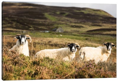Trio Of Sheep In The Scottish Highlands Canvas Art Print - Sheep Art