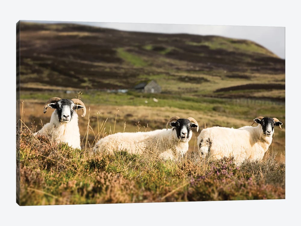 Trio Of Sheep In The Scottish Highlands by Jane Rix 1-piece Canvas Art