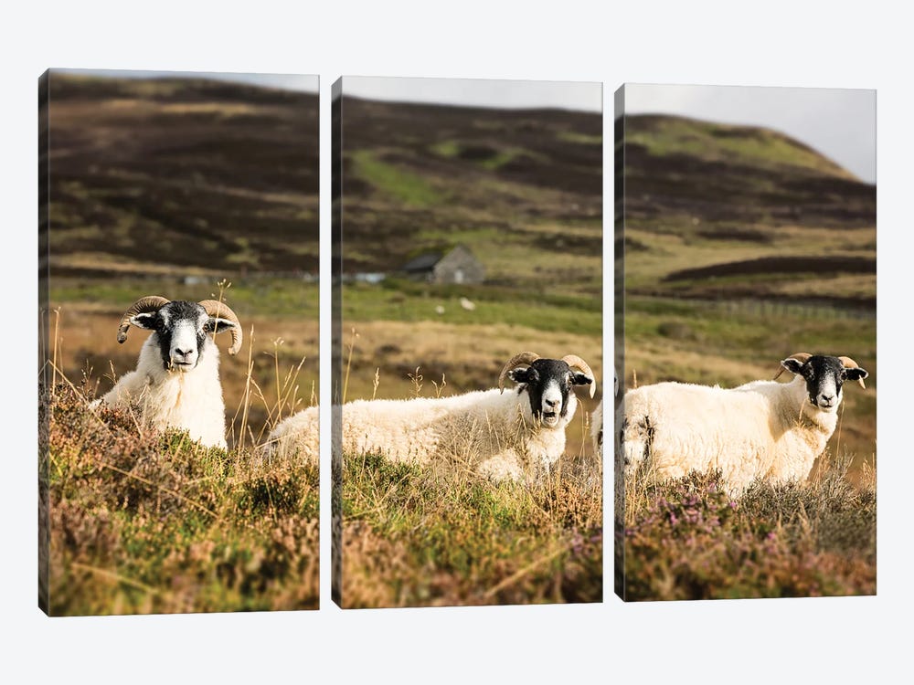 Trio Of Sheep In The Scottish Highlands by Jane Rix 3-piece Canvas Artwork