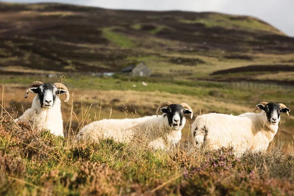 Sheep: Trio Of Sheep In The Scottish Highlands by Jane Rix