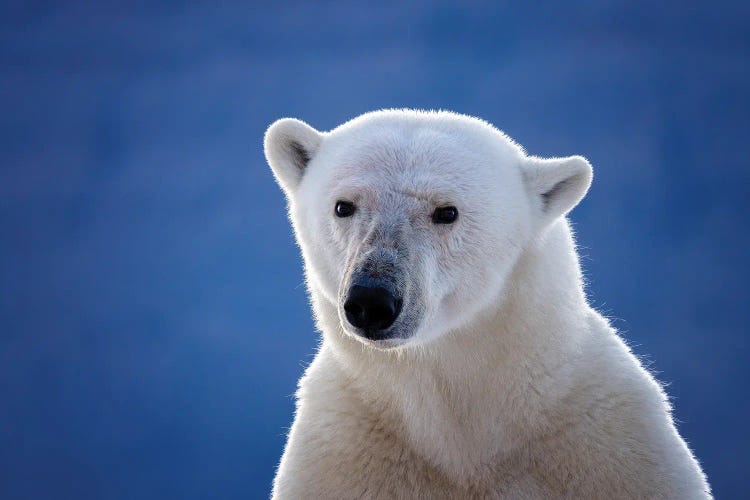 Polar Bear Portrait, Greenland by Jane Rix canvas print