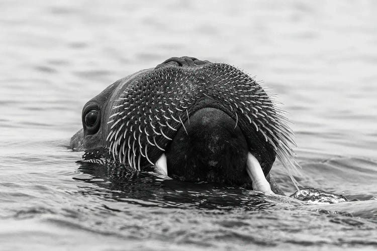 Walrus Face Black And White