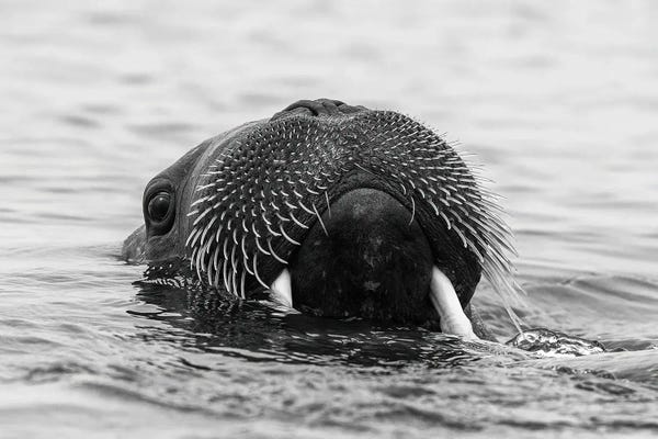Walruses: Walrus Face Black And White by Jane Rix