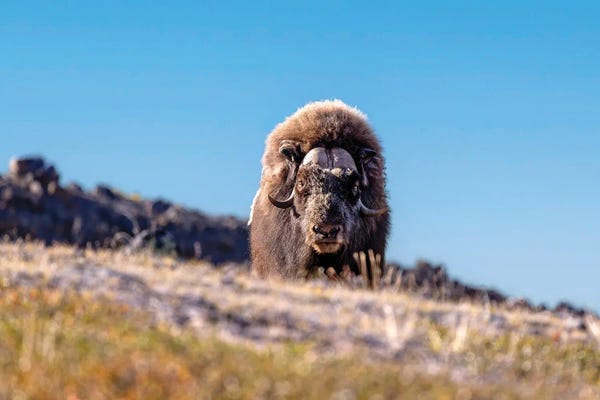 Greenland: Musk Ox On Hillside, Greenland by Jane Rix