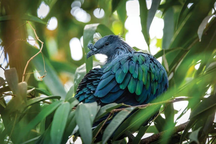 Nicobar Pigeon Side Profile by Jane Rix canvas print
