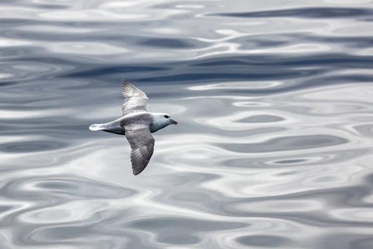 Fulmar Shades Of Grey by Jane Rix canvas print
