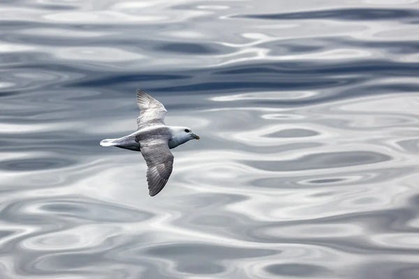 Jane Rix: Fulmar Shades Of Grey by Jane Rix