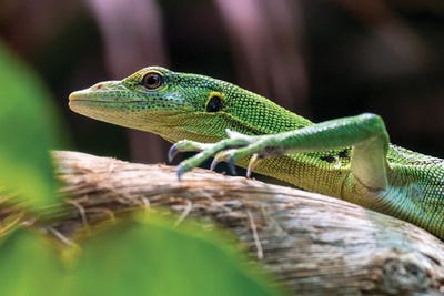 Canvas Print: Emerald Lizard Side Profile by Jane Rix - thumbnail