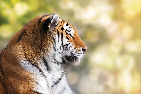 Jane Rix: Siberian Tiger In Sunlight by Jane Rix