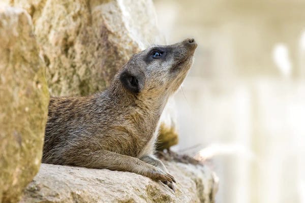 Meerkats