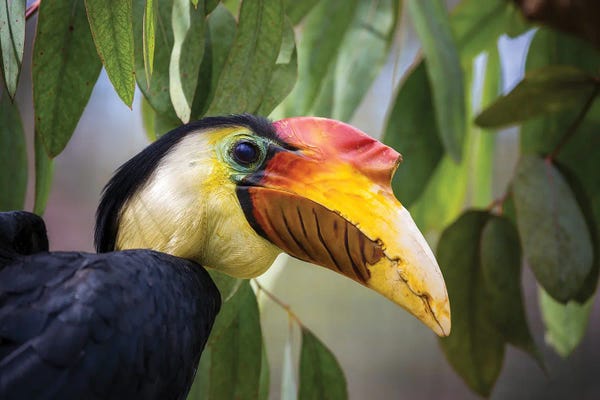 Jane Rix: Wrinkled Hornbill Side Profile by Jane Rix
