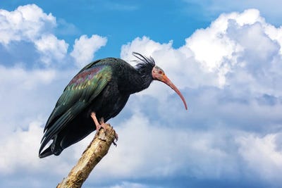 Santa Fe - Canvas Prints: Northern Bald Ibis Side View by Jane Rix