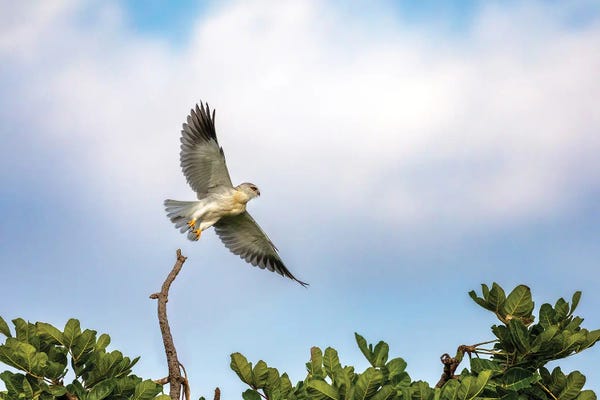 Black-Winged Kite In Flight, Masai Mara