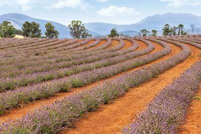 Canvas Print: Lavender Landscape by Jane Rix - thumbnail
