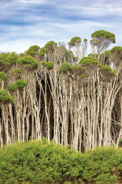 Canvas Print: Eucalyptus Fores by Jane Rix - thumbnail