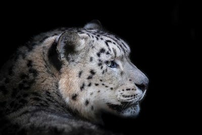 Canvas Print: Snow Leopard Portrait On Black by Jane Rix - thumbnail