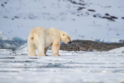Canvas Print: Svalbard Polar Bear by Jane Rix - thumbnail