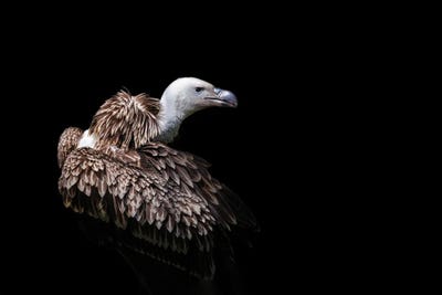 Ruppels Griffon Vulture On Black