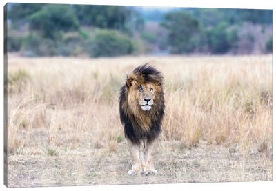 Scar The Lion, Standing In The Long Grass Of The Masai Mara Canvas Art Print - Maasai Mara National Reserve