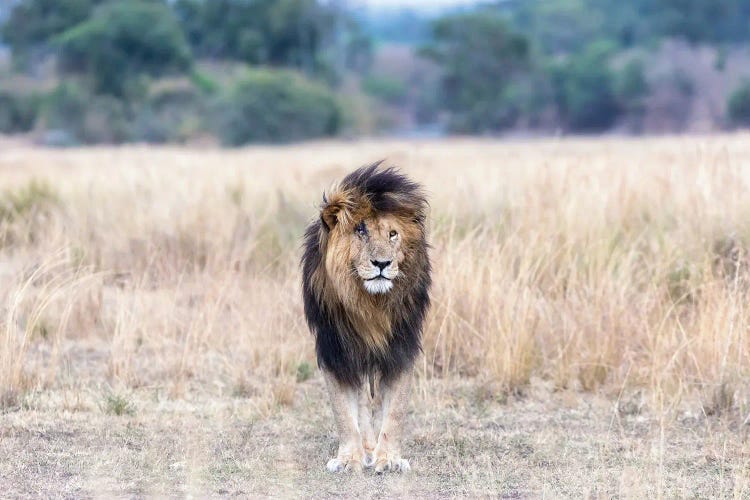 Scar The Lion, Standing In The Long Grass Of The Masai Mara