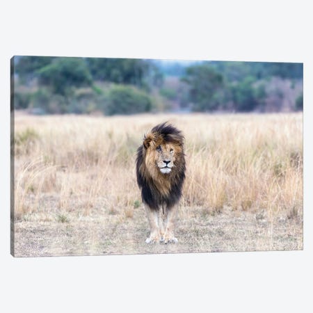 Scar The Lion, Standing In The Long Grass Of The Masai Mara Canvas Print #JRX76} by Jane Rix Canvas Art