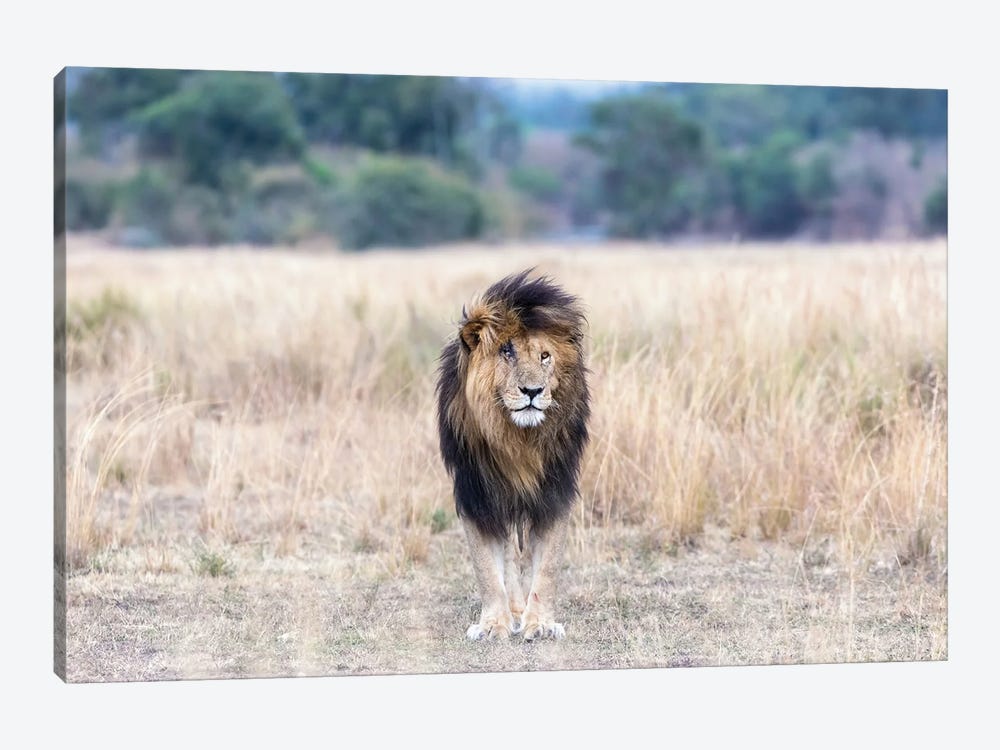 Scar The Lion, Standing In The Long Grass Of The Masai Mara by Jane Rix 1-piece Canvas Art