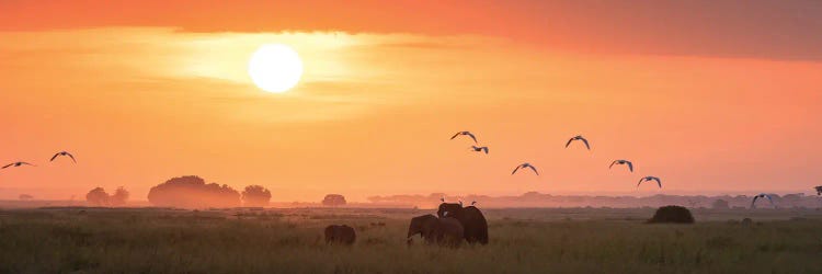 Elephants At Sunrise, Amboseli