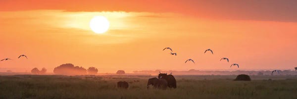 Amboseli National Park: Elephants At Sunrise, Amboseli by Jane Rix