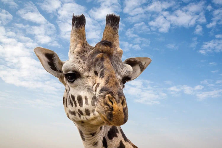 Giraffe In The Masai Mara