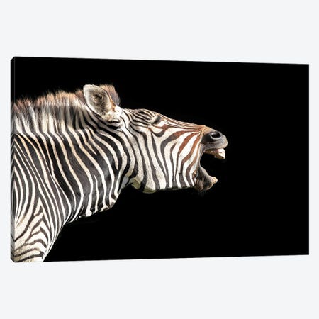 Grevy's Zebra, Side Profile On Black Canvas Print #JRX81} by Jane Rix Canvas Artwork