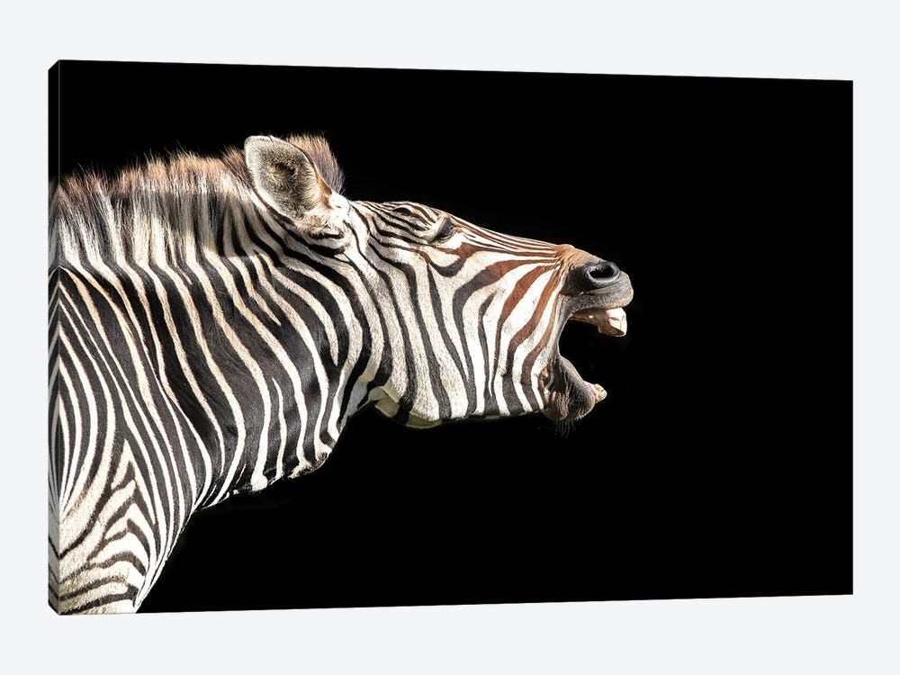 Grevy's Zebra, Side Profile On Black by Jane Rix 1-piece Canvas Art