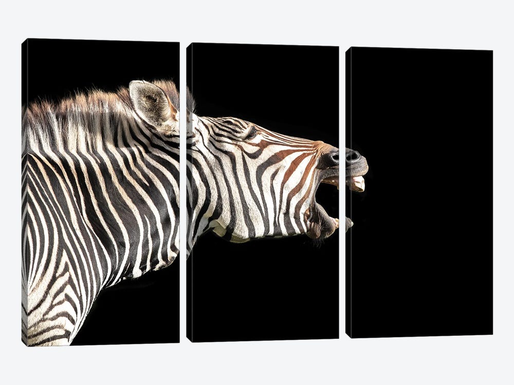 Grevy's Zebra, Side Profile On Black by Jane Rix 3-piece Canvas Art
