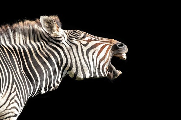Zebras: Grevy's Zebra, Side Profile On Black by Jane Rix