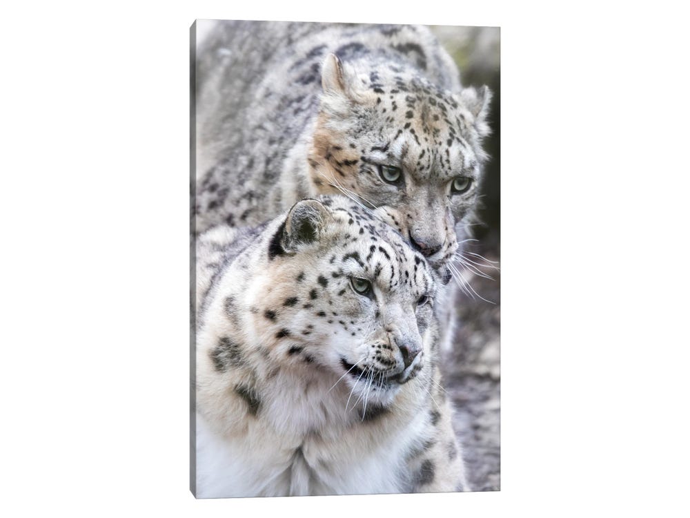 Snow Leopard, Male And Female Print Rix Art by | iCanvas Jane Canvas