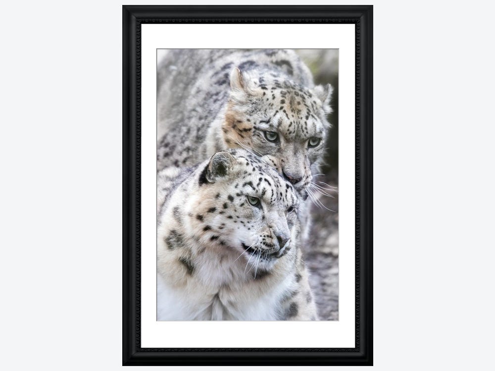 Rix Print Snow iCanvas by Male Leopard, Canvas Female And Jane Art |