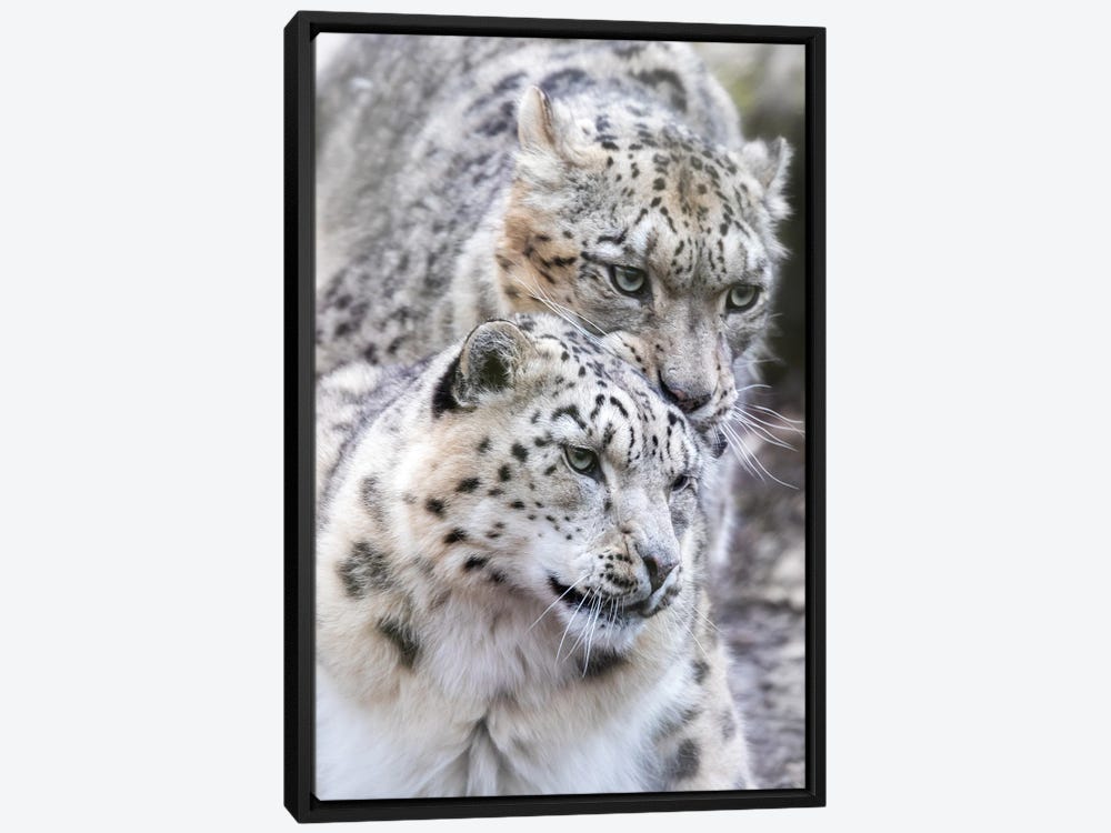 Snow Print Rix Jane Canvas by Male Art iCanvas And Female Leopard, |