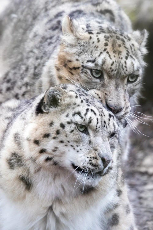 Snow Leopard, Male And Female
