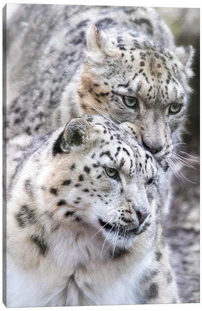 Snow Leopard, Male And Female Canvas Art Print - Jane Rix