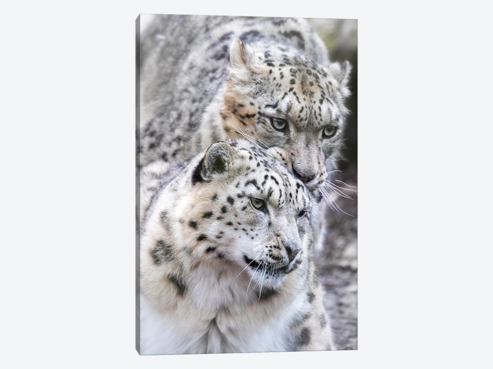 Snow Leopard, Male And Female by Jane Rix 1-piece Canvas Art Print