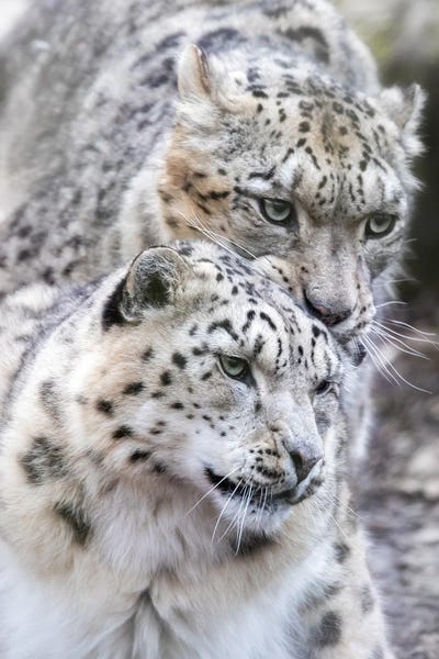 Snow Leopard, Male And Female