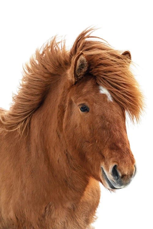 Chestnut Icelandic Horse On White Background by Jane Rix wall art