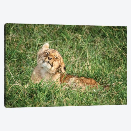 Lion Cub Shaking His Head Canvas Print #JRX86} by Jane Rix Canvas Print