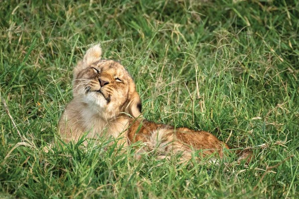 Lions: Lion Cub Shaking His Head by Jane Rix